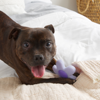 Dog Chew Toy product image 4