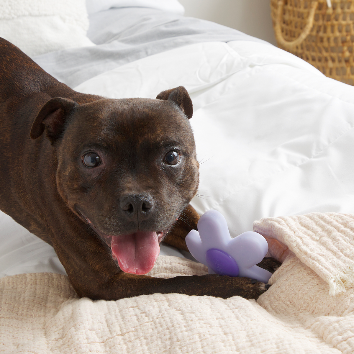 Dog Chew Toy product image 4