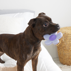 Dog Chew Toy product image 5
