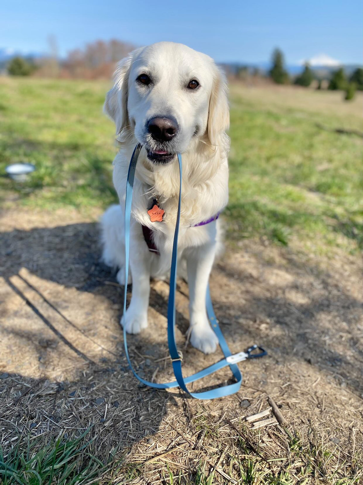 Hands-Free Dog Leash product image 8