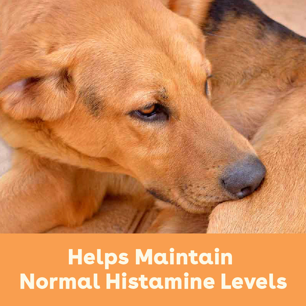 Dog Allergy Relief Supplement product image 6