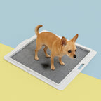 Dog potty training Pee PAWD® pee pad holder by KindTail, showcasing a collapsible, easy-to-use pee pad holder for puppies.