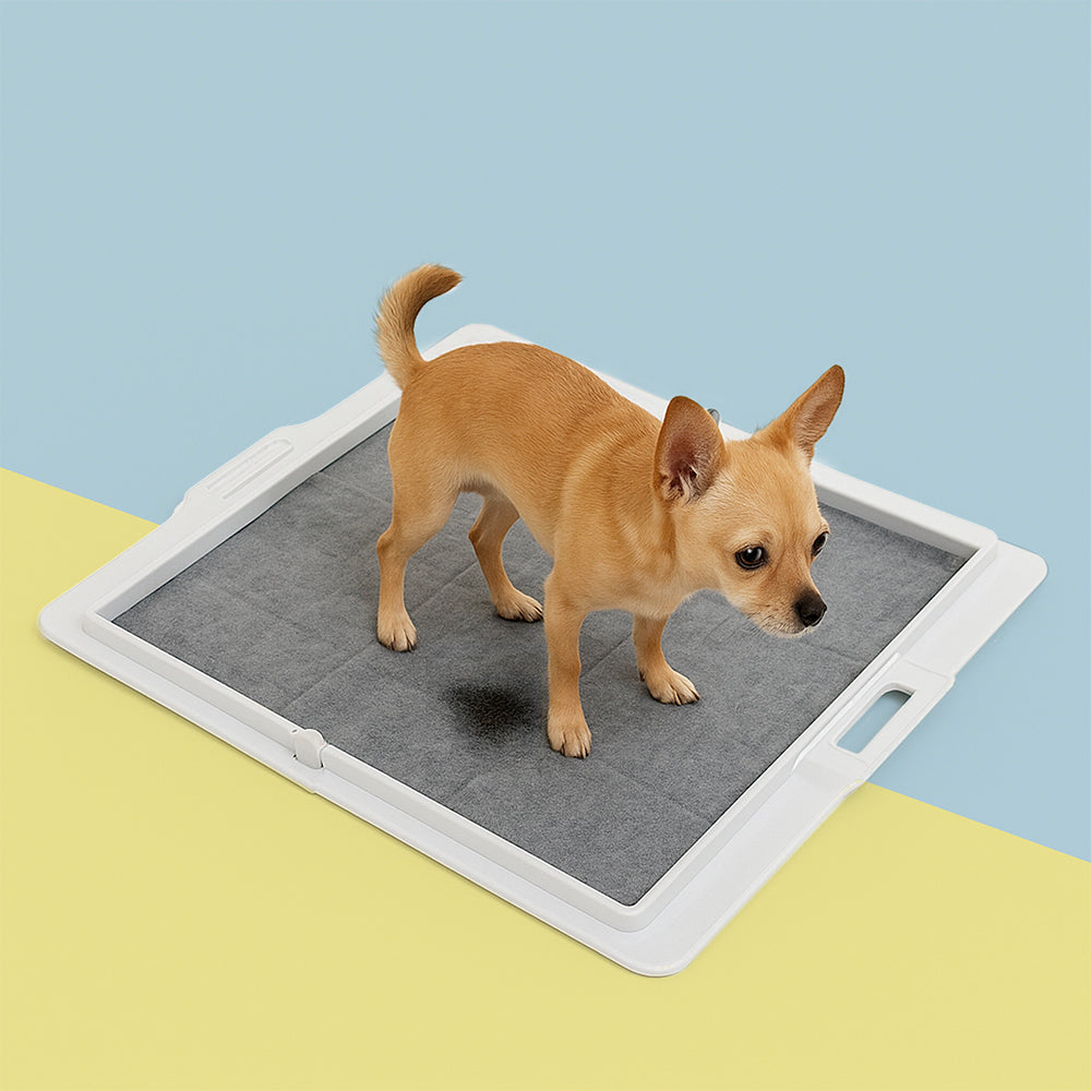 Dog potty training Pee PAWD® pee pad holder by KindTail, showcasing a collapsible, easy-to-use pee pad holder for puppies.