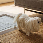 KindTail Pee PAWD® dog potty training pee pad holder on a floor, designed to keep pads in place for easy training.