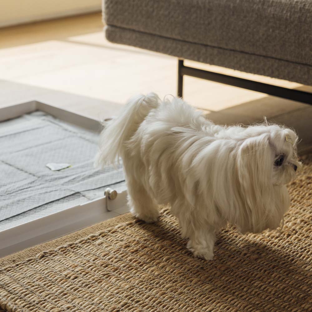 KindTail Pee PAWD® dog potty training pee pad holder on a floor, designed to keep pads in place for easy training.