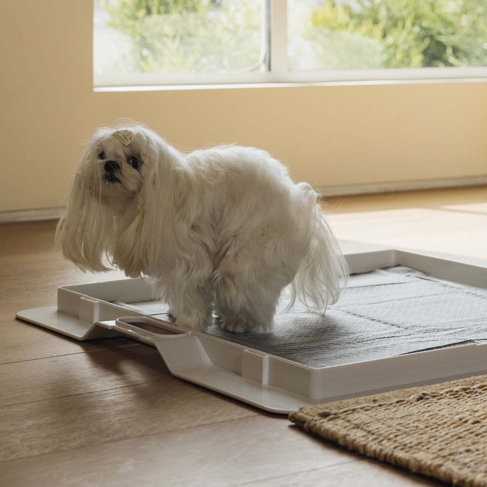 KindTail Pee PAWD® dog potty training pee pad holder on a clean surface with the pad in place.
