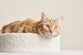 Cat Cushion Bed product image 2