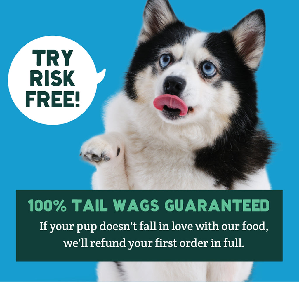 Black and white Husky with blue eyes against blue background with promotional text overlay.