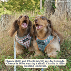 Reversible Harness product image 10