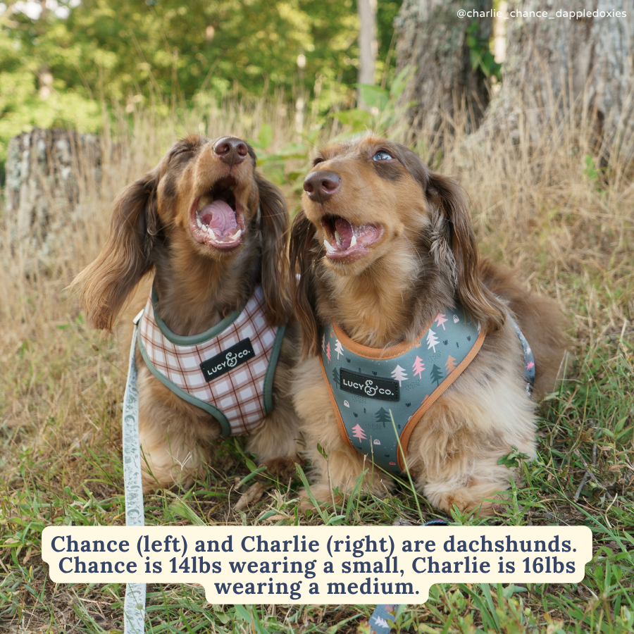 Reversible Harness product image 10