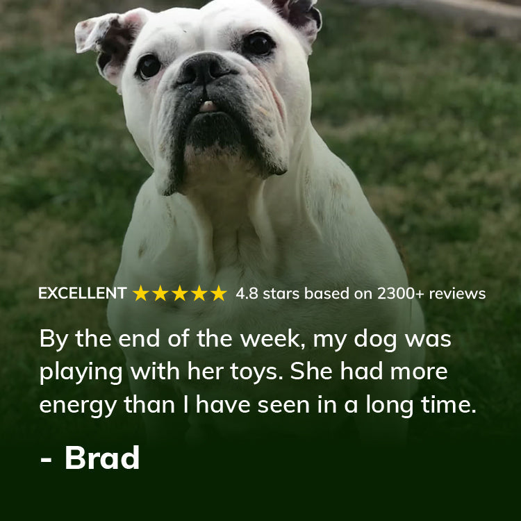 Dog Superfood Vitamin and Probiotic Supplement product image 6