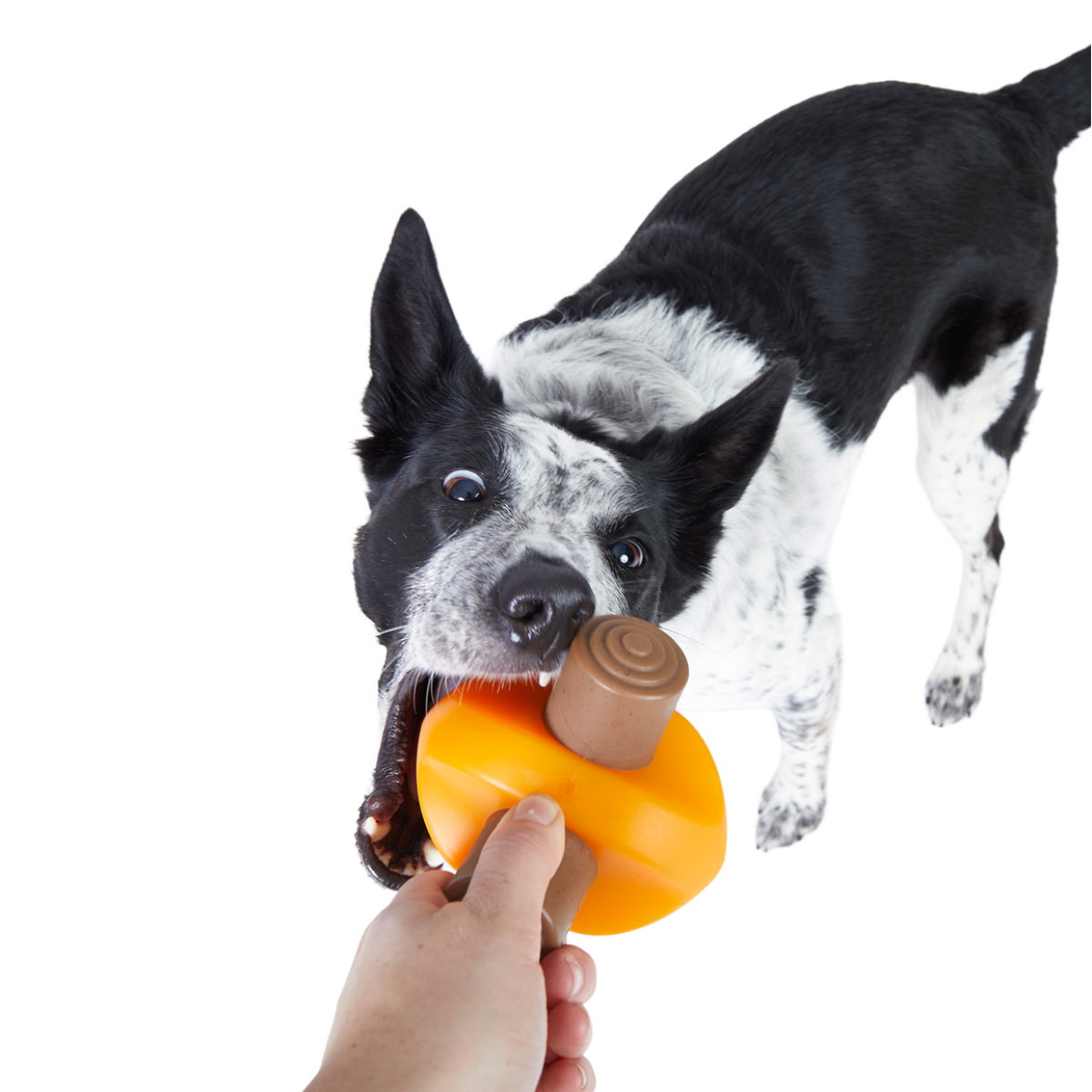 Dog Toys product image 2
