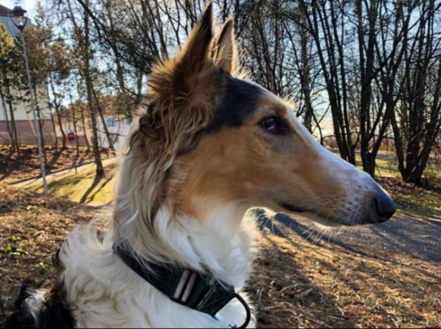 Martingale Dog Collar product image 4