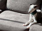 Martingale Dog Collar product image 5