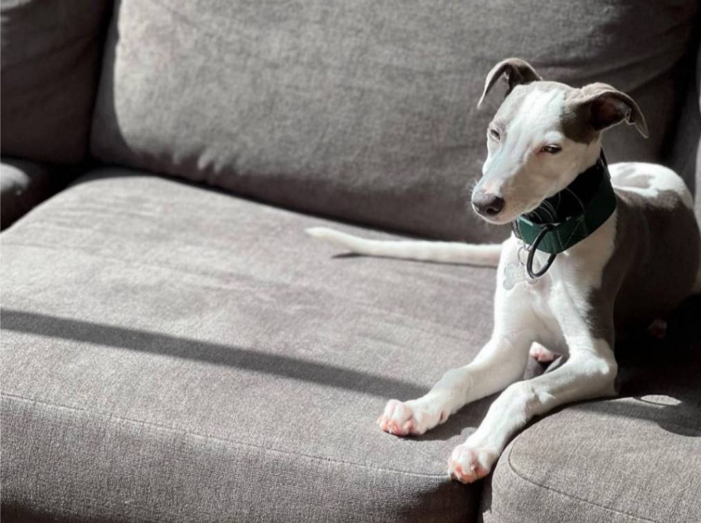 Martingale Dog Collar product image 5