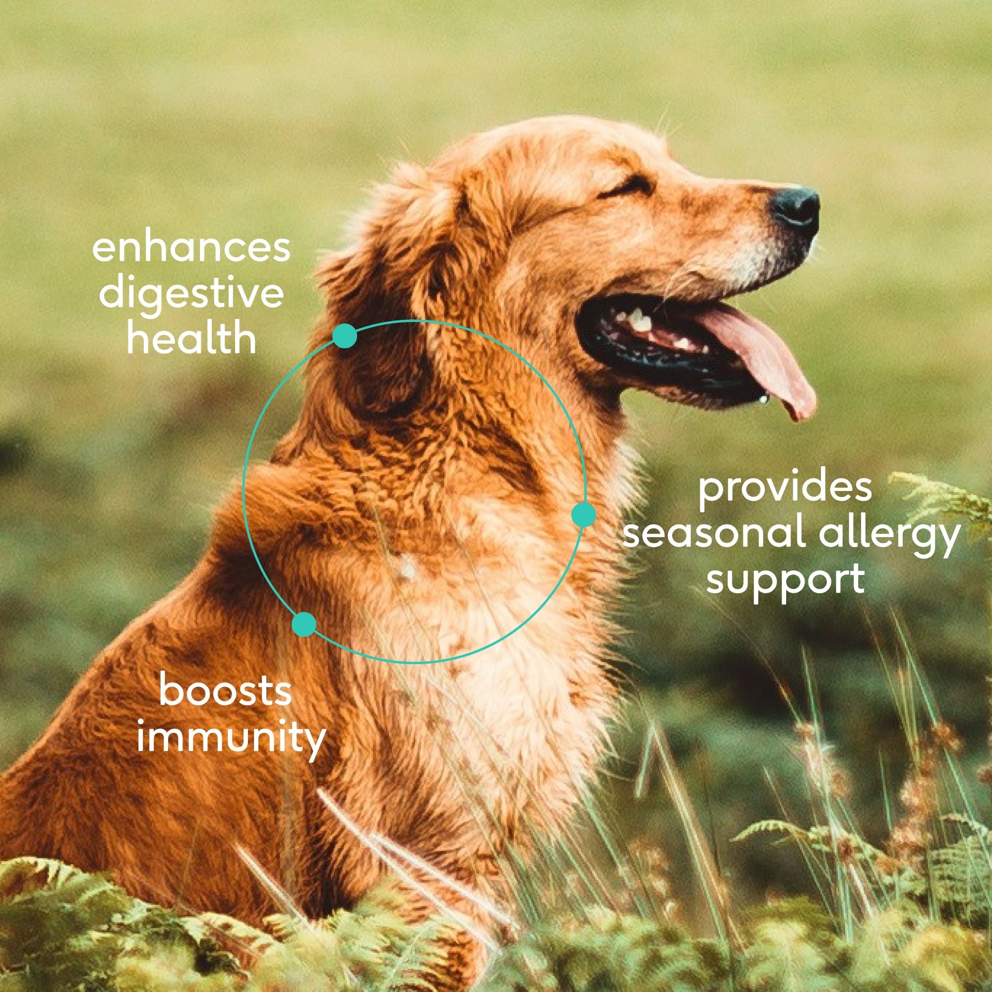Native Pet Colostrum for Dogs - Key Benefits
