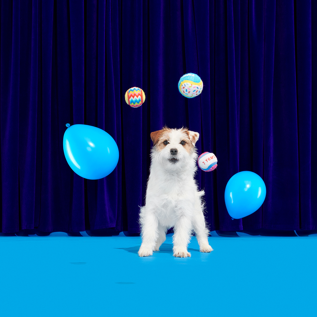 Dog Toys product image 4