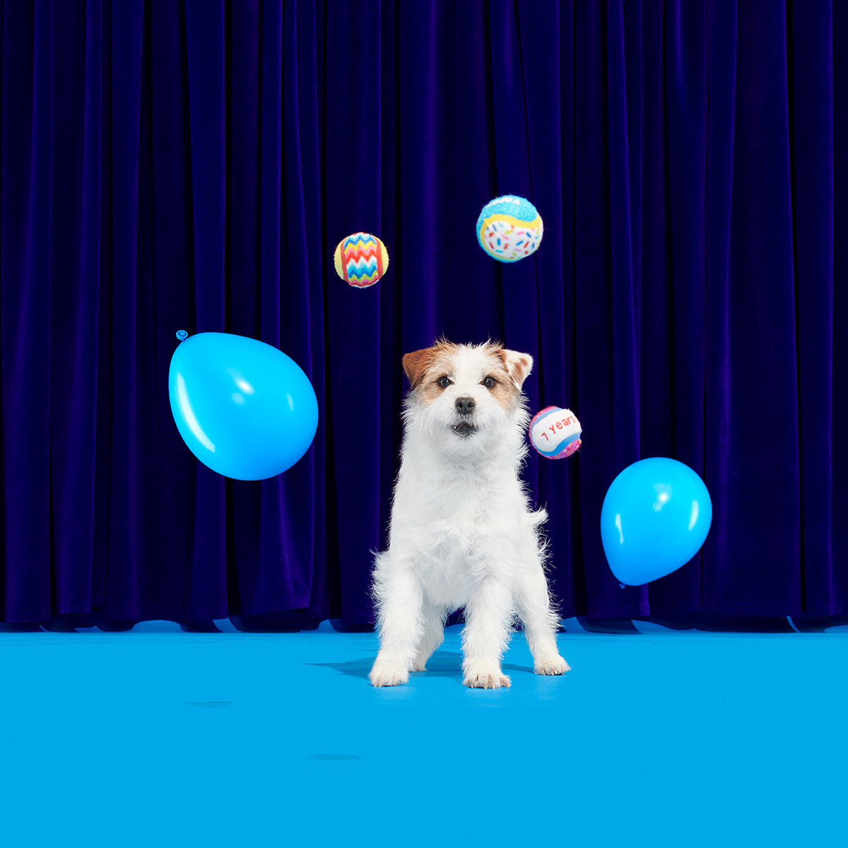 Dog Toys product image 4
