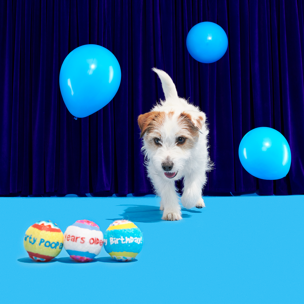 Dog Toys product image 5