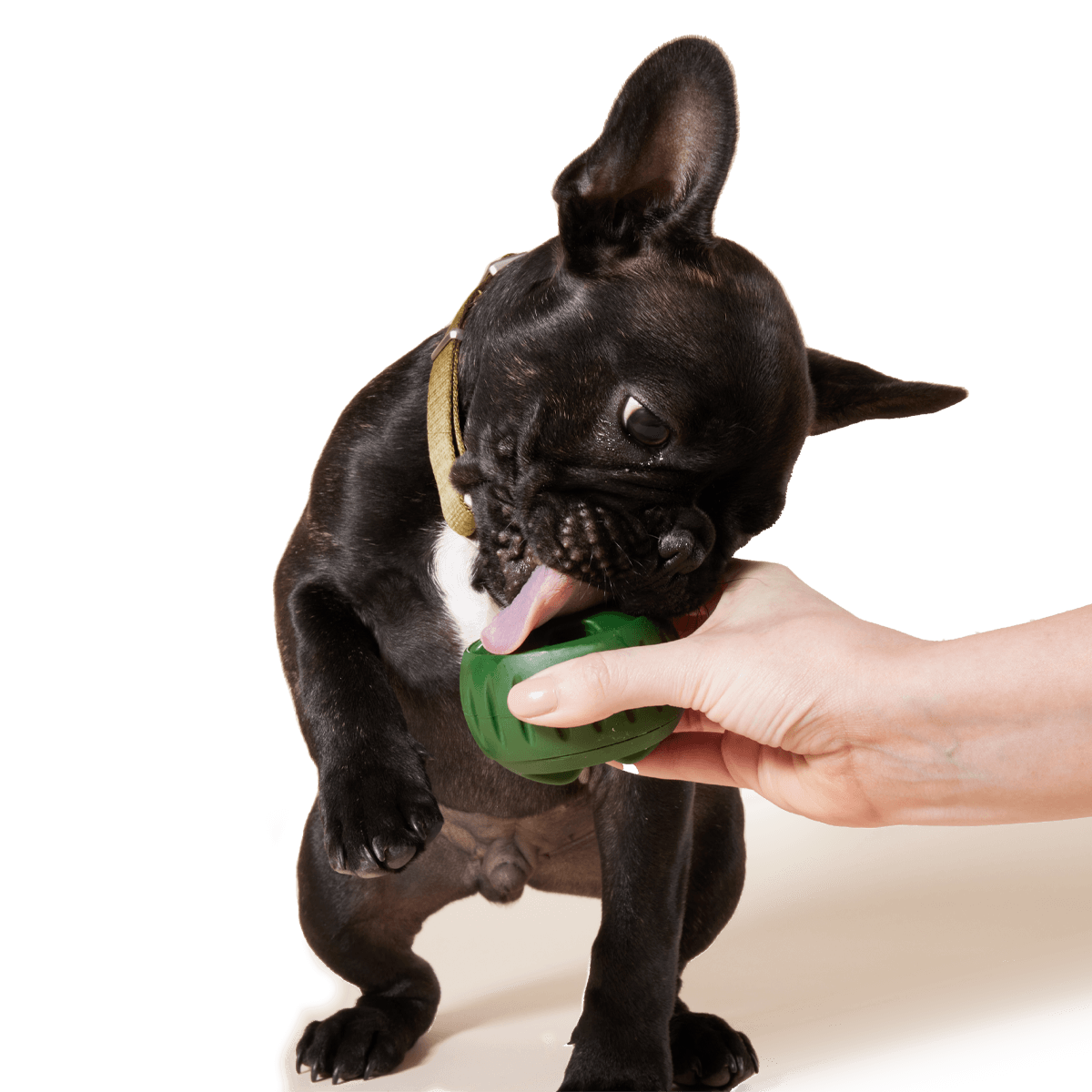 Freezable Dog Treat Mold product image 4