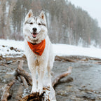 Dog Cooling Bandana product image 2