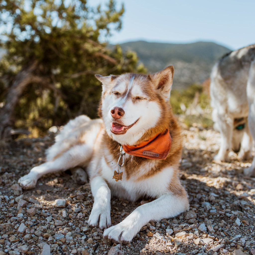 Dog Cooling Bandana product image 3