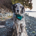 Cooling Dog Bandana product image 3