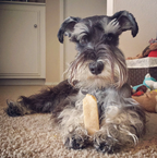 Yak Dog Chew product image 10