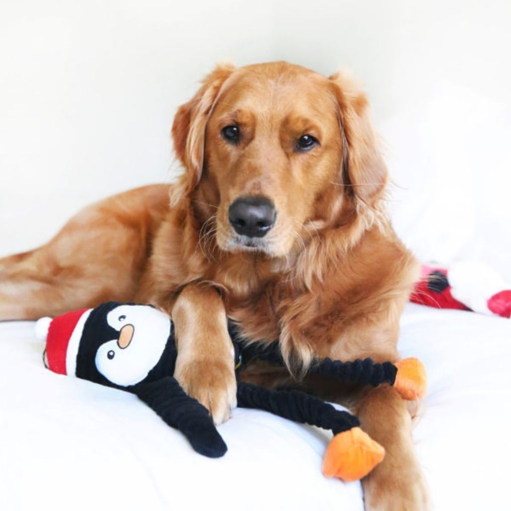 Crinkle Dog Toy product image 2