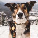 Ultralight Dog Leash product image 4