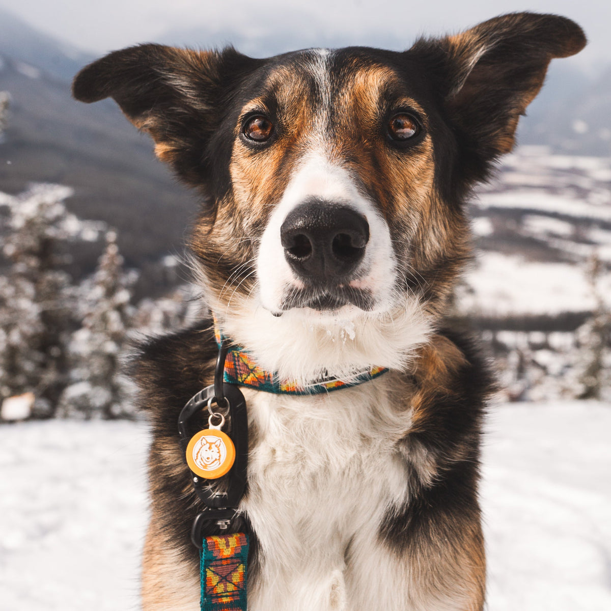 Ultralight Dog Leash product image 4