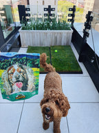 Dog Grass Potty product image 7