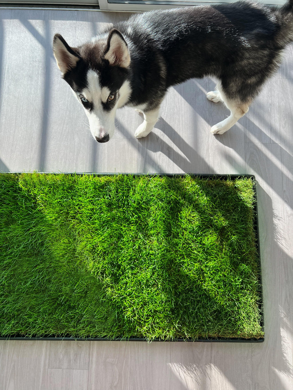 Dog Grass Potty product image 8