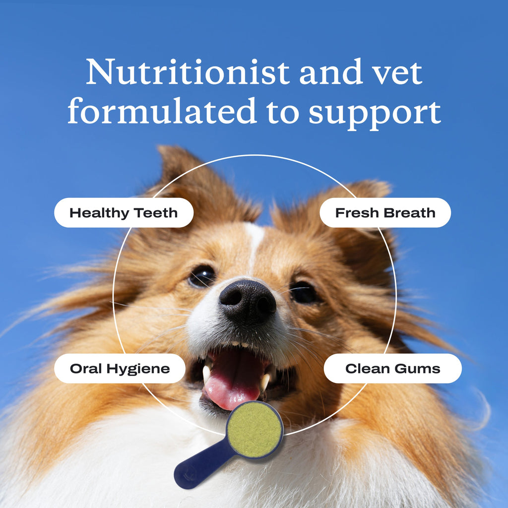 Dog Dental Powder product image 9