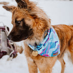 Dog Cooling Bandana product image 2