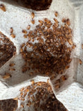 Live Feeder Roaches product image 1