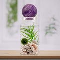 Moss Ball Terrarium product image 1
