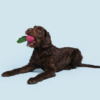 Rubber Tug Dog Toy product image 2