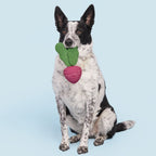 Rubber Tug Dog Toy product image 3