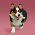 Dog Chew Toy product image 3