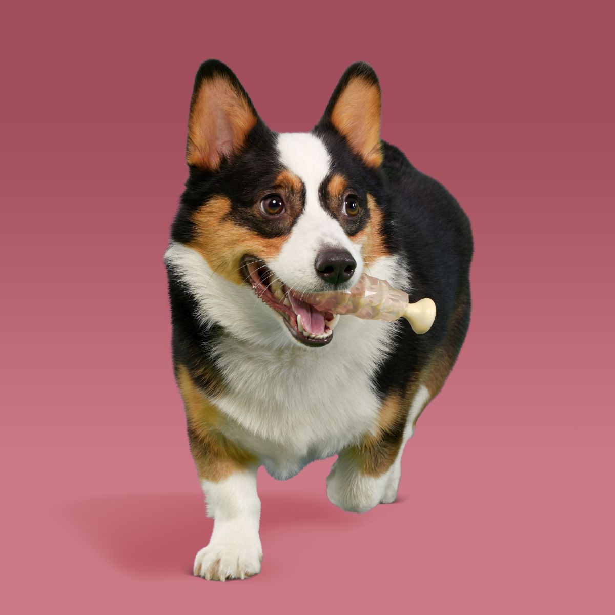 Dog Chew Toy product image 3
