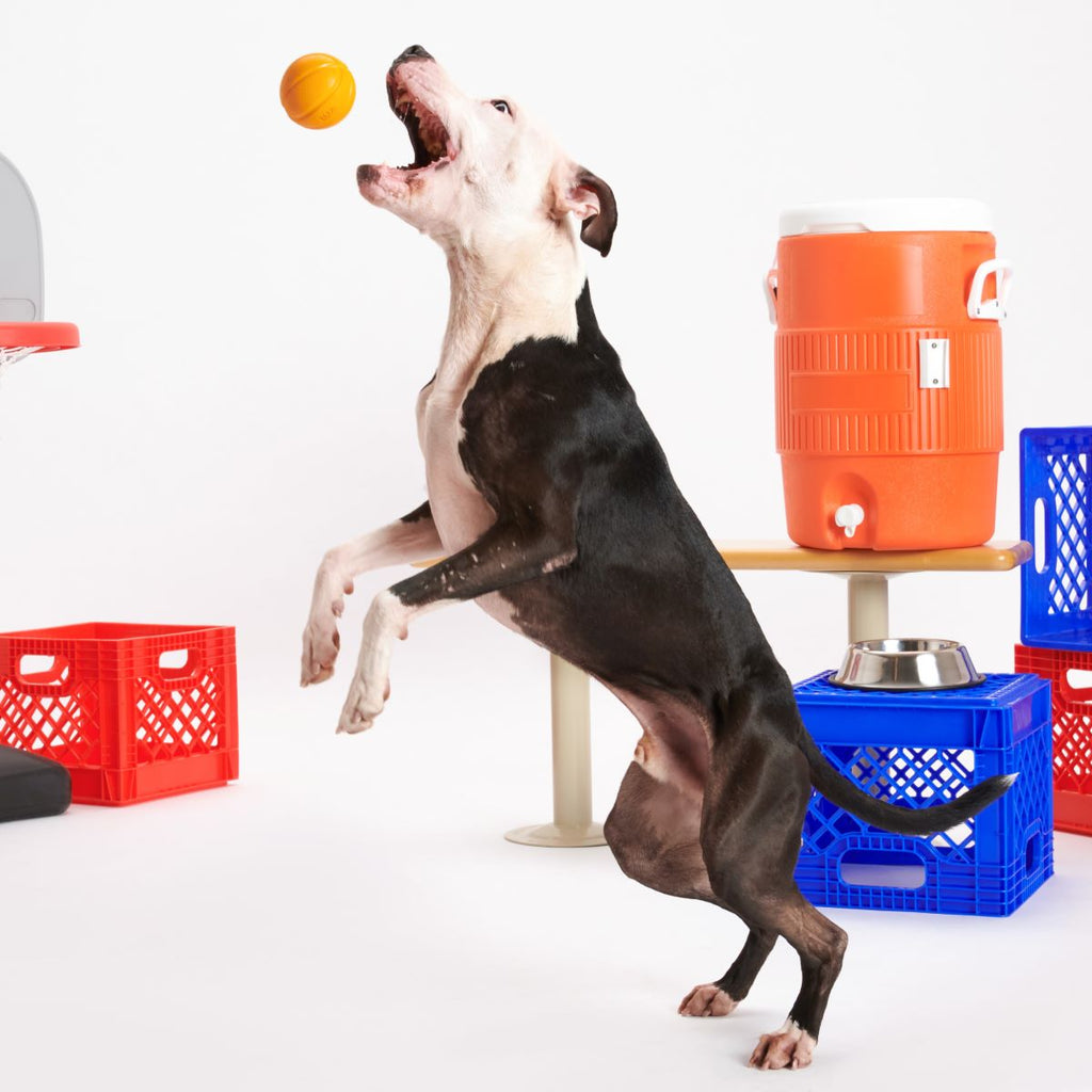 Vanilla-Scented Rubber Basketball Fetch Dog Toy product image 3