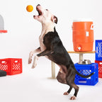 Vanilla-Scented Rubber Basketball Fetch Dog Toy product image 3