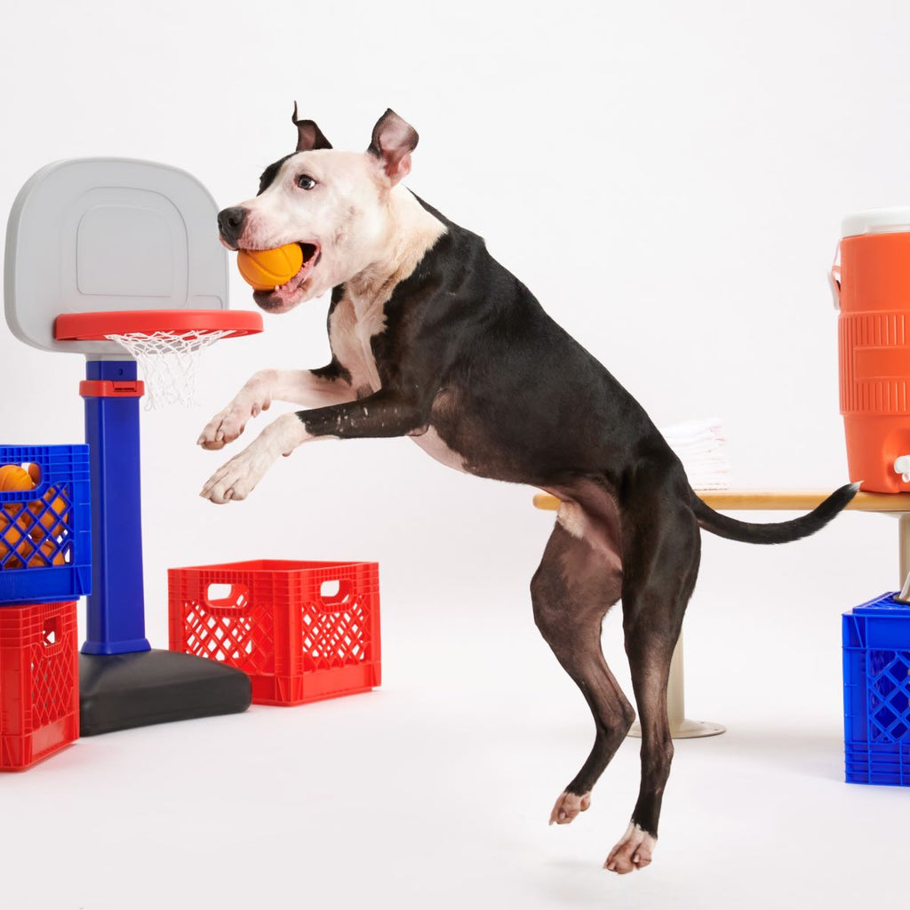 Vanilla-Scented Rubber Basketball Fetch Dog Toy product image 4