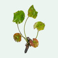 Aquatic Plant product image 1