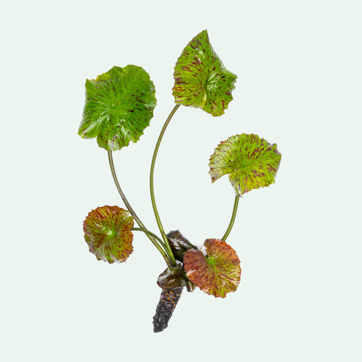 Aquatic Plant product image 1