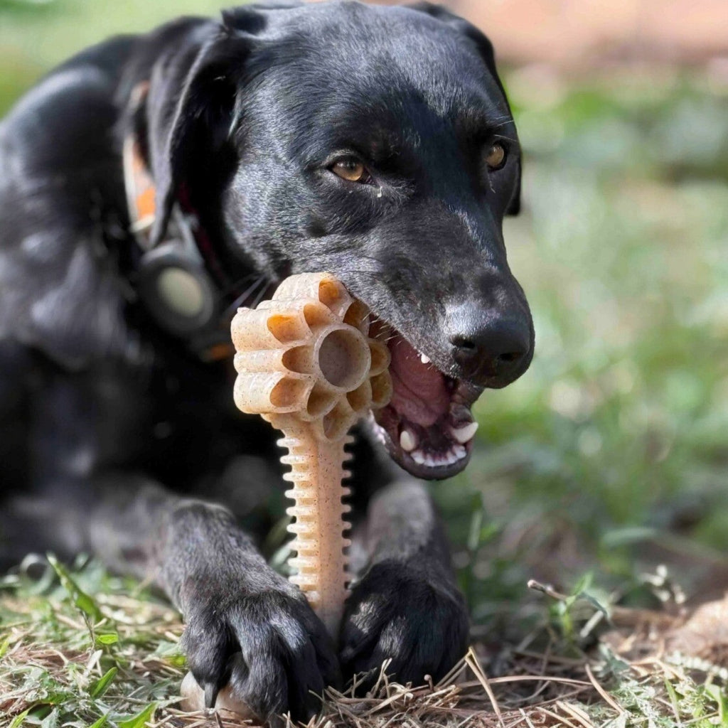 Dog Enrichment Toy product image 2