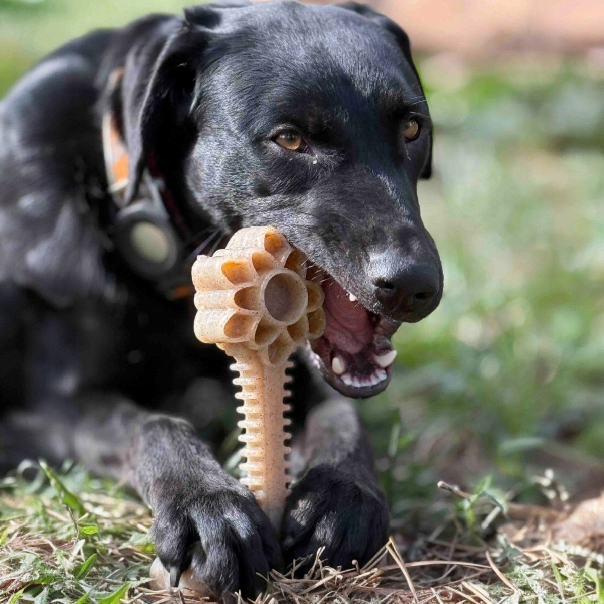 Dog Enrichment Toy product image 2