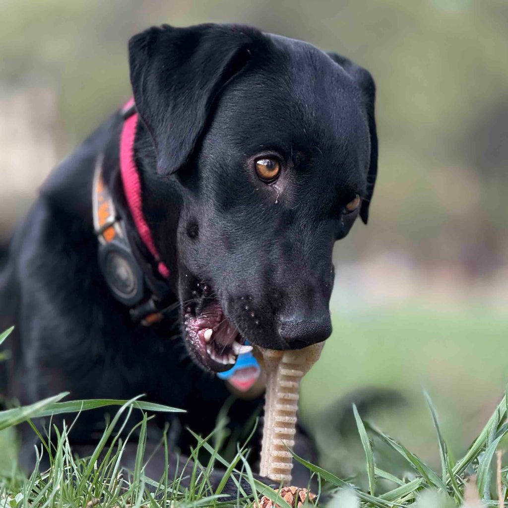 Dog Enrichment Toy product image 9
