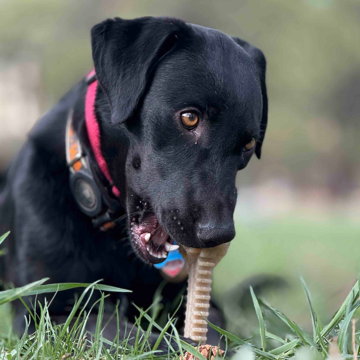 Dog Enrichment Toy product image 9
